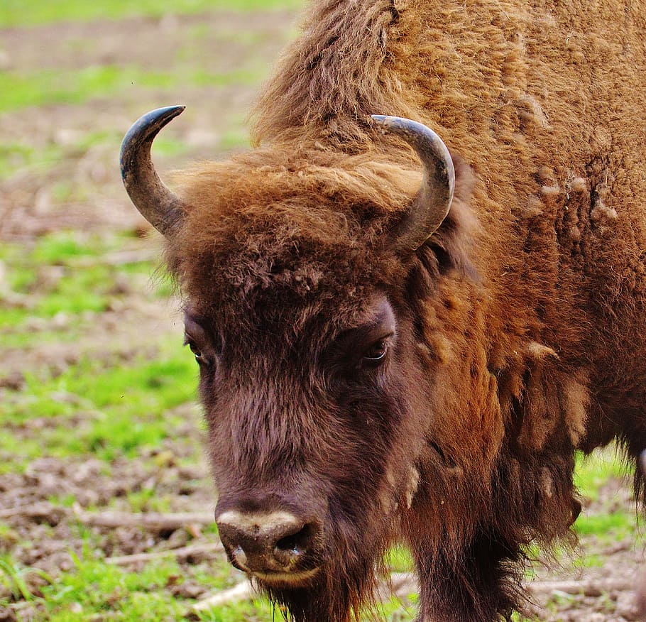 bison, wildpark poing, wild animal, animal world, animal, animal themes, mammal, livestock, horned, one animal