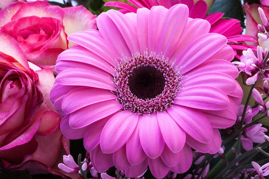 pink, gerbera flower, selective, focus photography, gerbera, composites, roses, broom, genista, flowers