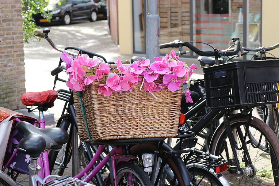 keranjang sepeda, bunga, holland merah muda, roda, dekorasi, sepeda, mode transportasi, kendaraan darat, basket sepeda, tanaman berbunga