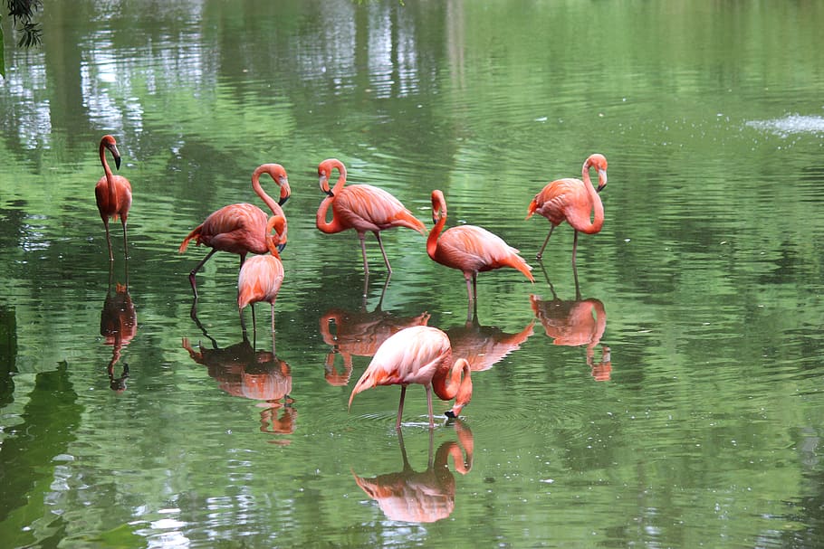 flamingo, colorful, animal, wildlife, avian, pink, birds, water, reflection, nature