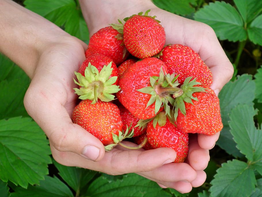 hand, full, strawberry, berry, hands, leaves, red, wild strawberry, garden strawberry, appetizing
