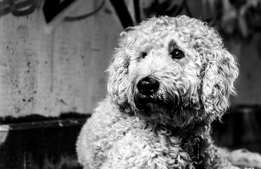 goldendoodle, dog, black and white, hybrid, wildlife photography, animal portrait, portrait, wuschelig, domestic, pets