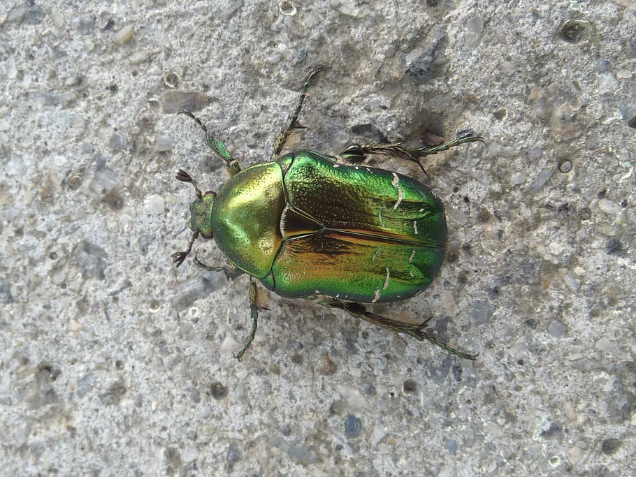 closeup, photography, green, june beetle, gray, surface, goldsmith, beetle, metallic, rose chafer