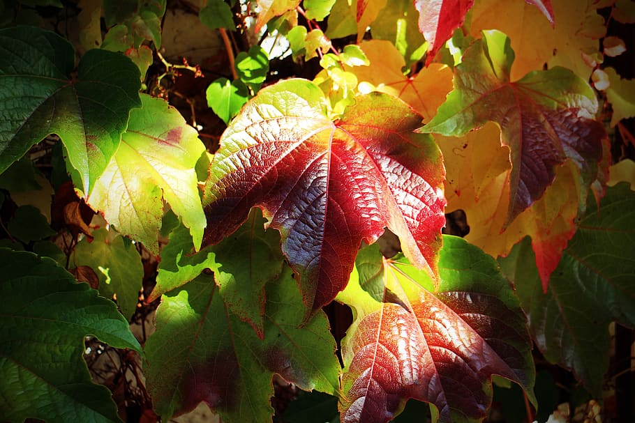 outono, folhas, outono dourado, videira, vermelho, amarelo, verde, parte da planta, folha, crescimento