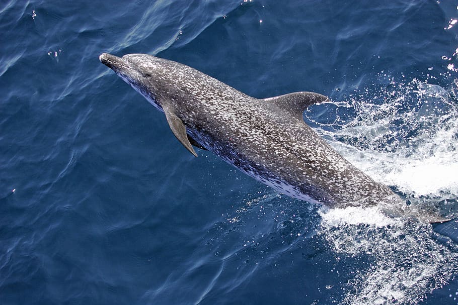 delfín, natación, agua, delfín moteado atlántico, salto, mamífero, naturaleza, marino, océano, animales en estado salvaje