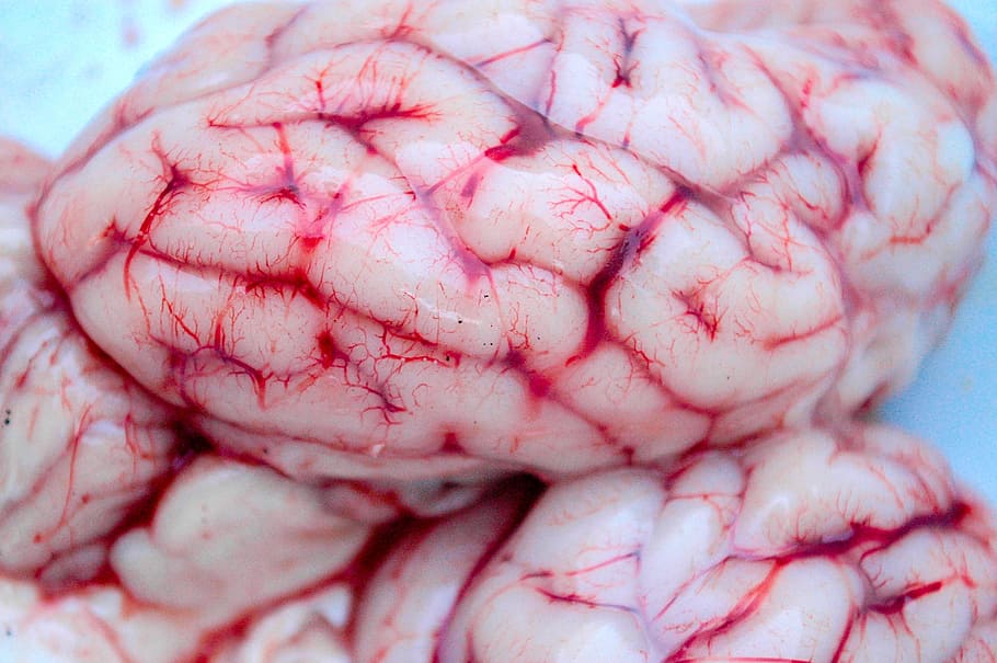 humano, fotografía de enfoque cerebral, cerebro, neurología, espíritu, anatomía, medicina, psicología, mental, pensamiento
