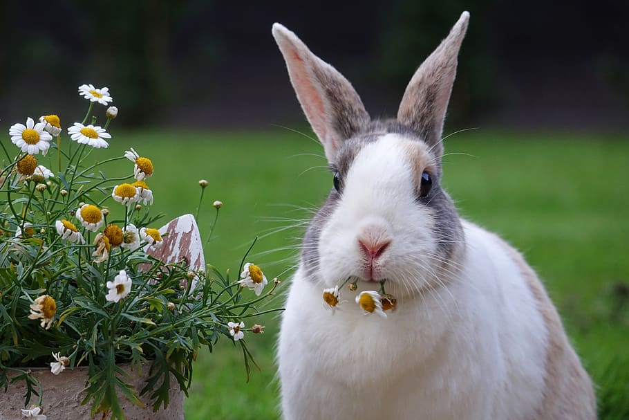 rabbit, dutch, animal, flower, food, nature, cute, animals, bunny, margriet  | Pxfuel