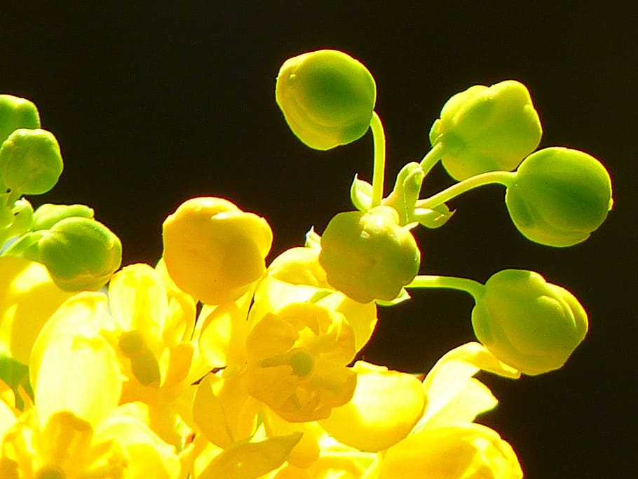 caoba, caoba ordinaria, cerca, mahonia aquifolium, stechdornblättrige mahonie, flor, floración, amarillo, primavera, belleza en la naturaleza