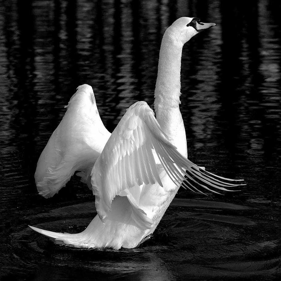 grayscale photograph, swan, flapping, wings, animal, lake, white, bird, open wings, escape