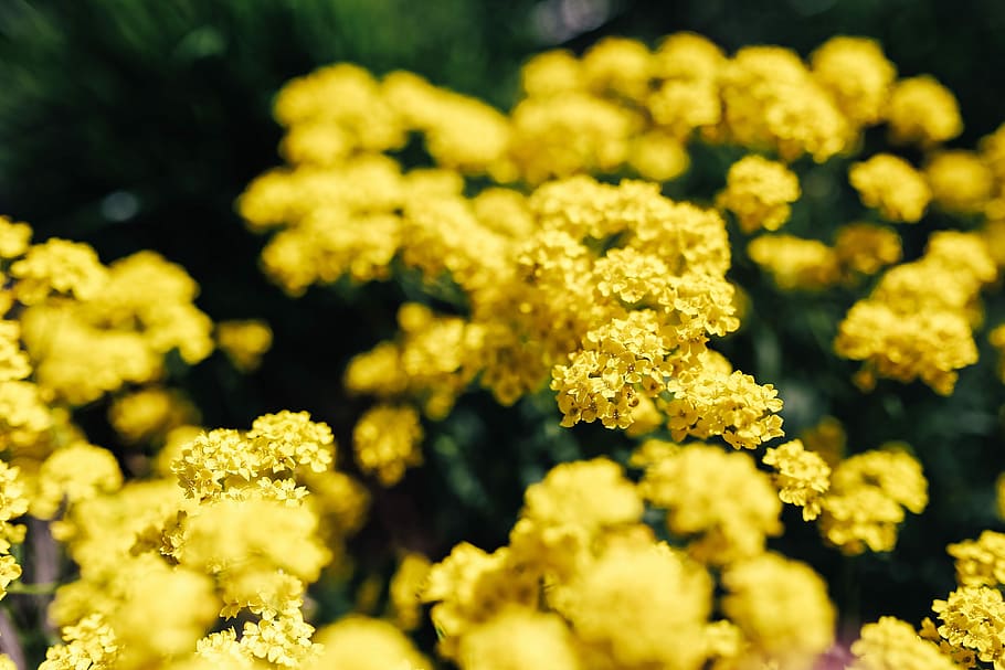 small yellow flowers, Small, yellow, flowers, summer, flora, nature, bloom, blooming, plant