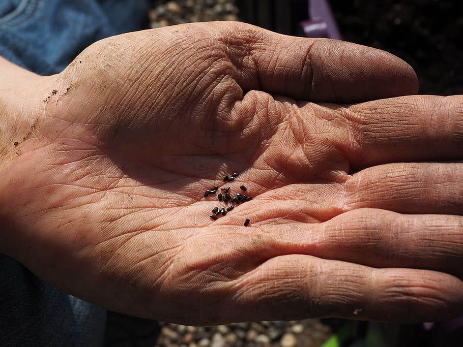 seeds, lavender seeds, flower seeds, see, sowing, hand, gardener, nursery, gartenbarbeit, true lavender