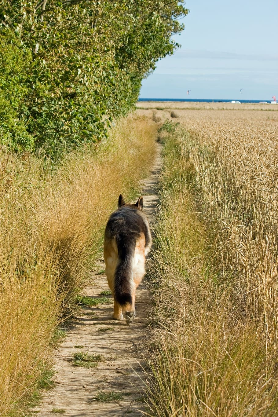 dog, german shepherd, alsatian, gsd, pet, animal, walking, track, trail, wheat field