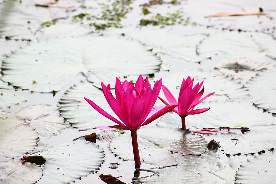 lotus, pink, lotus colors, pink lotus, bua ban, water, water plants, outdoor, pond, flower