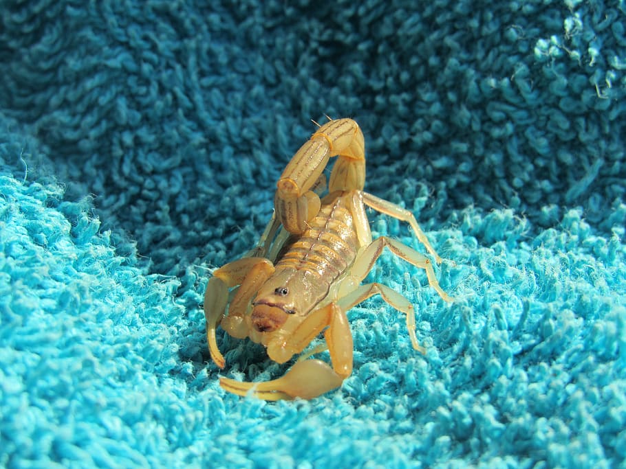 scorpion, bug, yellow, sea, animal, animal themes, water, underwater, one animal, nature - Pxfuel