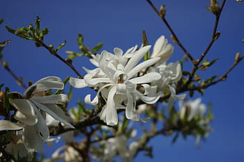 Fotos magnolia stellata libres de regalías | Pxfuel