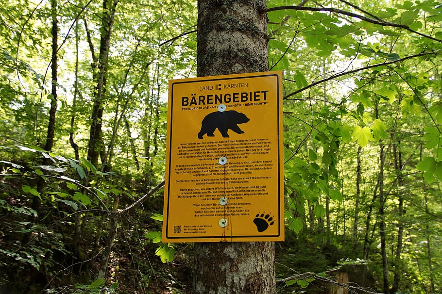 beware of the bear, warning, warning signs, the region of the bear, the occurrence of bears, bear, austria, carinthia, tree, communication