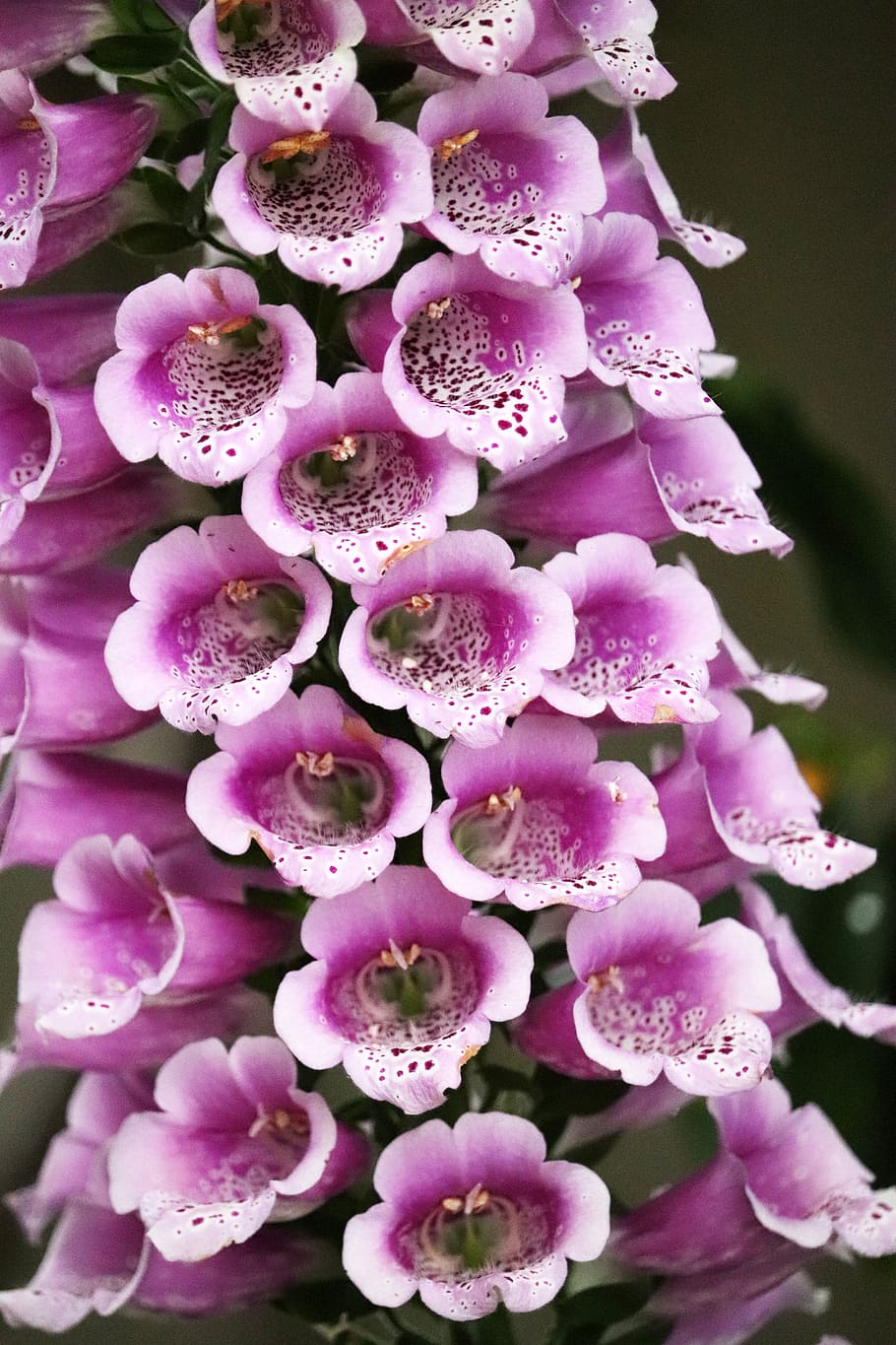 flower, foxglove, digitalis, pink, plant, garden, nature, pink color, flowering plant, beauty in nature