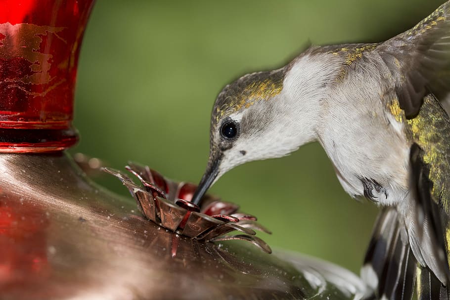 Ruby-Throated Hummingbird, Female, bill, shimmering, hummingbird, bird, hover, feeder, tiny, nectar
