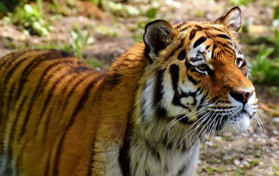 closeup, tiger, ground, predator, fur, beautiful, dangerous, cat, wildlife photography, animal world