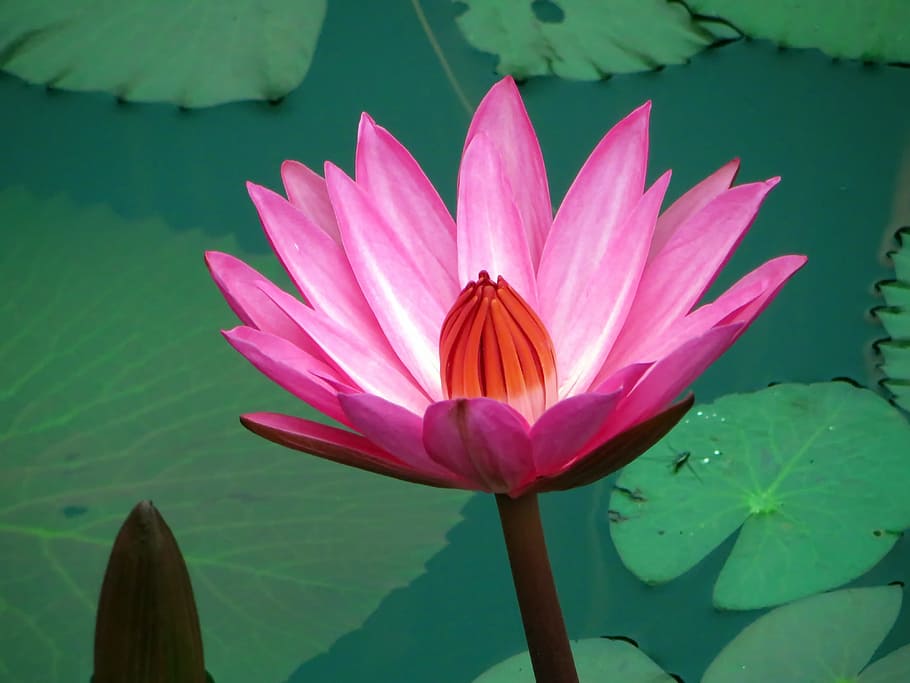 Asia, Laos, Water Lily, Pink, nympheacea, nuphar rosea, serenity, lotus Water Lily, nature, pond
