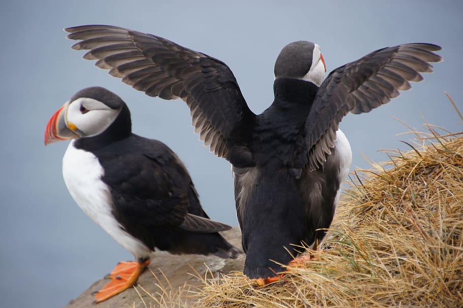 selective, focus photo, two, atlantic puffin birds perching, cliff, bird, iceland, puffin, animal themes, animal