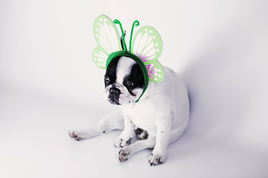 white, black, dog, wearing, green, butterfly headband, french, bulldog, butterfly, headdress