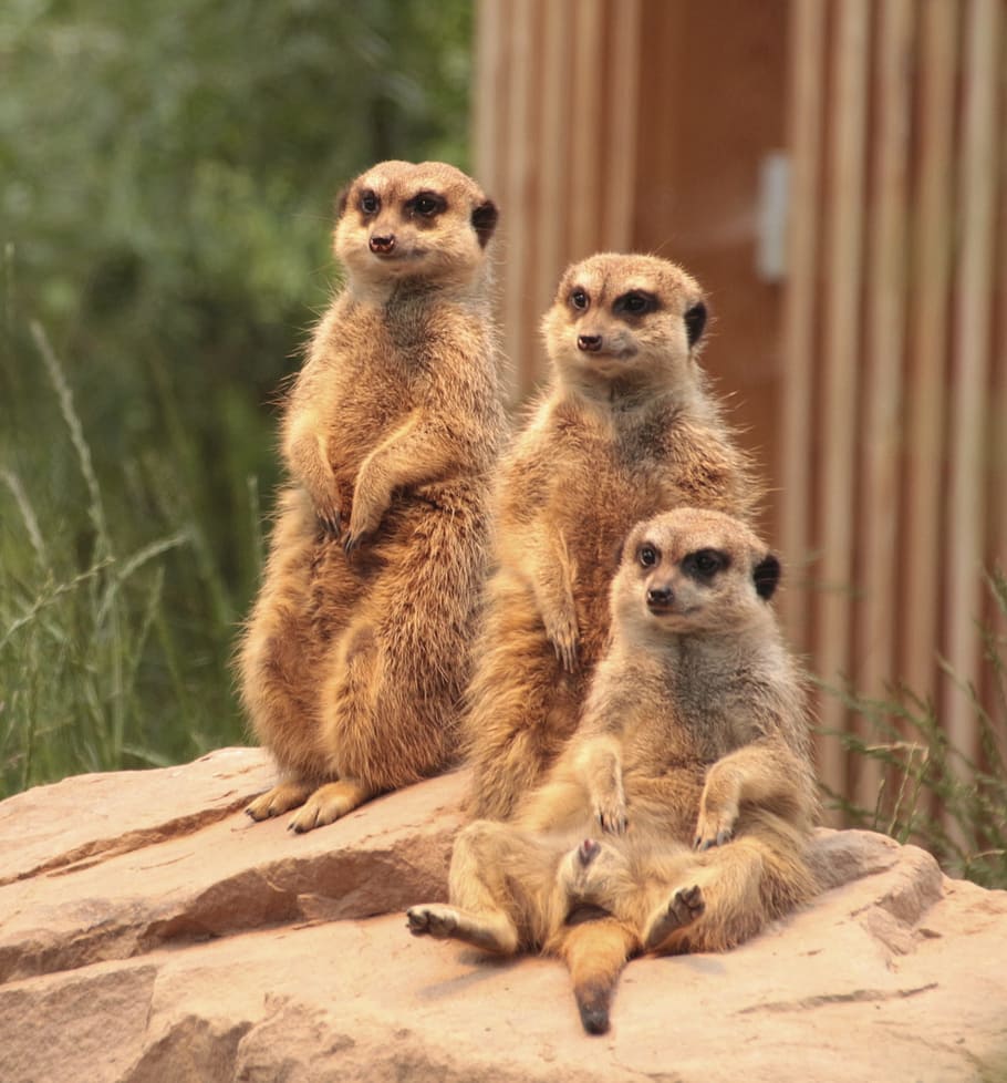 three brown meerkats, meerkat, family, zoo, animals, cute, attention, group,  animal world, funny animal pictures | Pxfuel