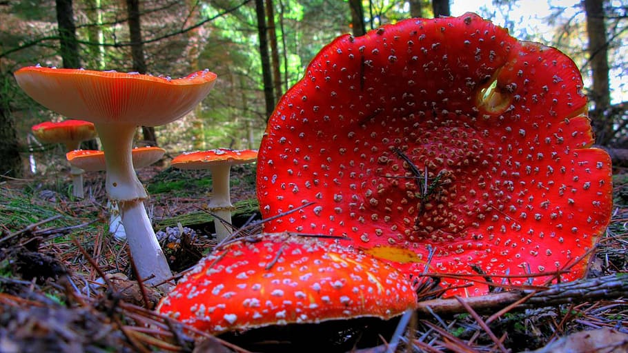 fly agaric, mushroom, forest, nature, red fly agaric mushroom, red, close-up, plant, food, growth