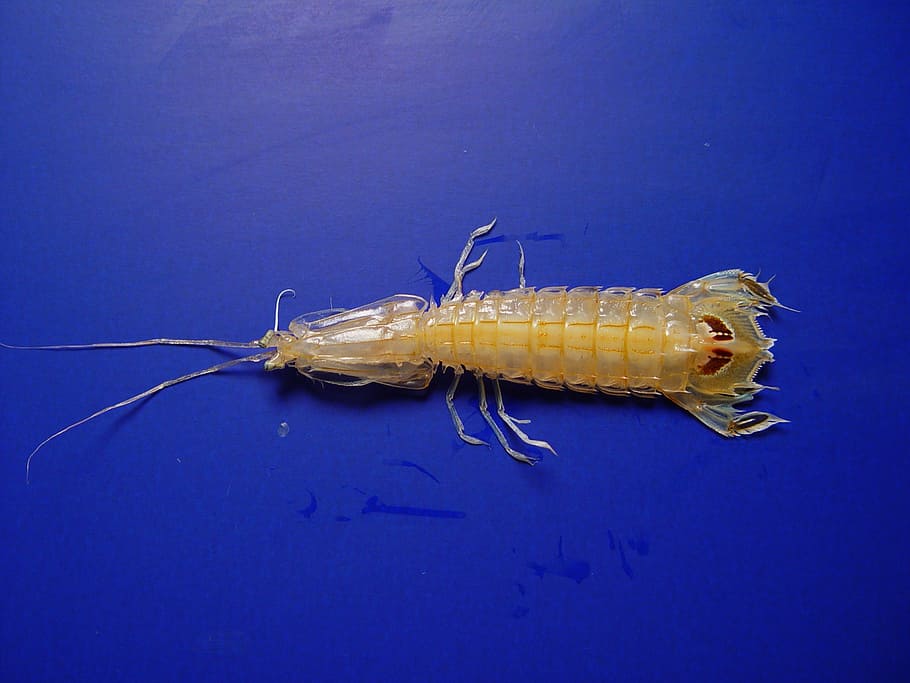 mantis shrimp, gulf of mexico, marine, crustacean, predator, blue, one animal, animal themes, animal, invertebrate