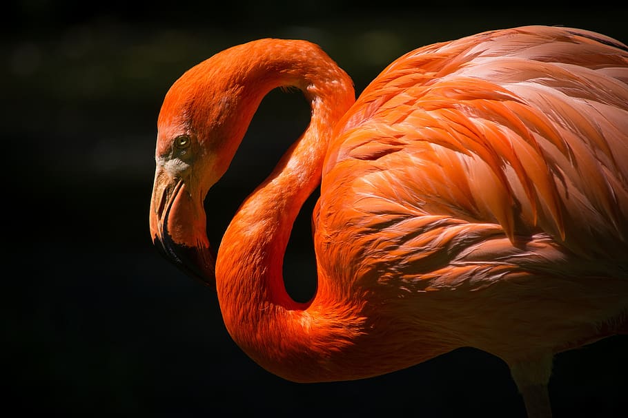 pássaro, animal, laranja, asas, pescoço, bico, flamingo, rosa, lindo, penas