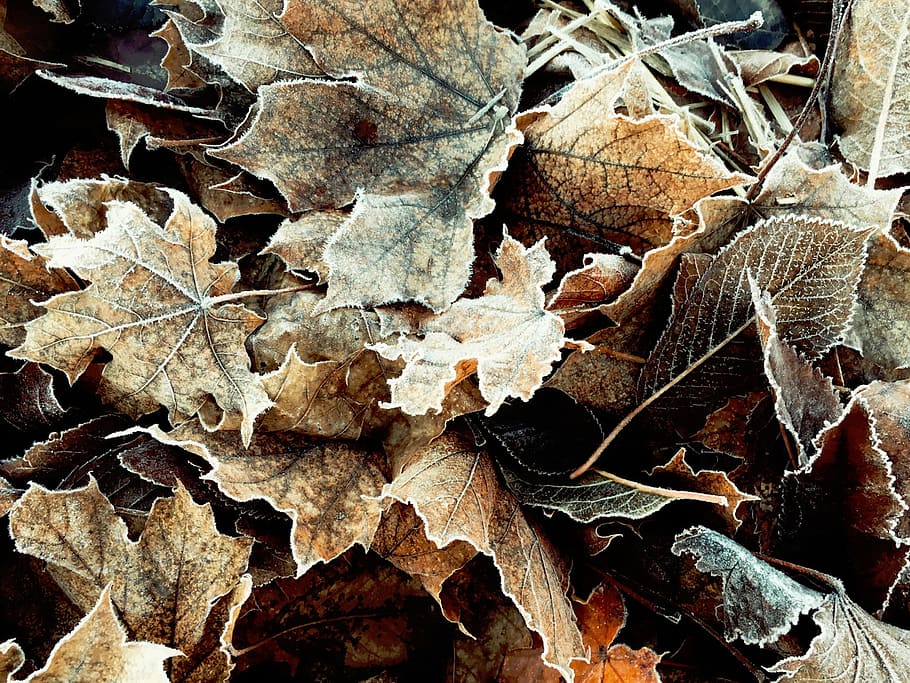 closeup, withered, maple, leaves, fall, dried, nature, plants, pile, autumn