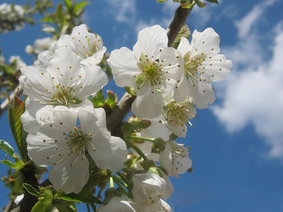 Cherry Blossom, Bloom, White, blossom, sunny, spring, tree, tree pruning, fruit, fruit tree blossoming