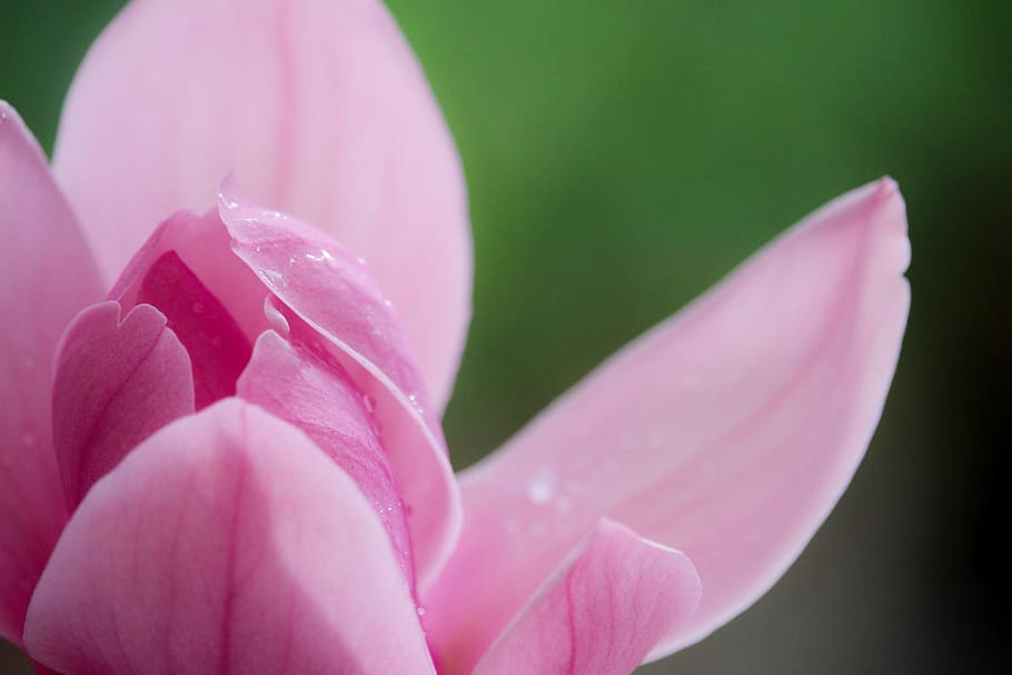 magnolia, pink, spring, flower, nature, pink color, flowering plant, plant, close-up, petal