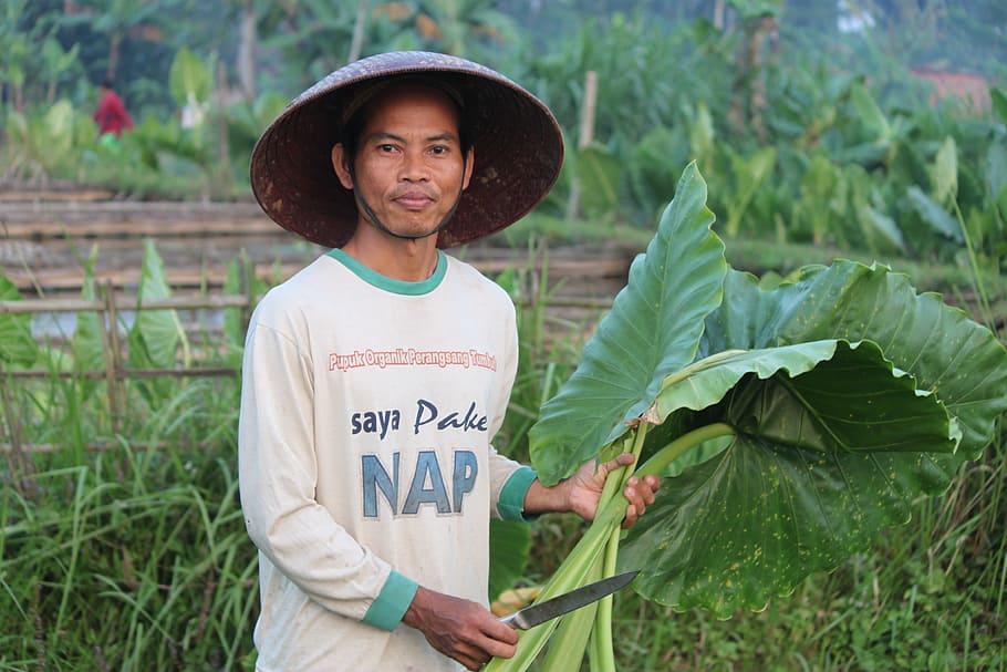 man, holding, silver knife, green, leafed, plant, farmer, field, rural, banyumas