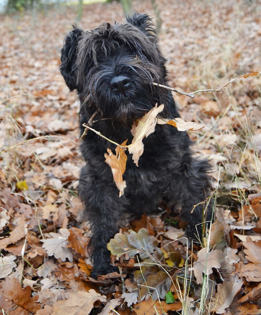 perro, schnauzer, otoño, follaje, perro negro, schnauzer negro, schnauzer miniatura, animal, naturaleza, Mascotas