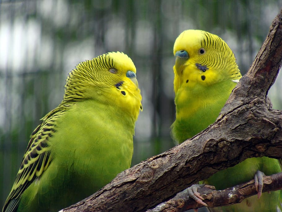 Bird, Parakeet, Yellow, Nature, Animal, feather, wing, beak, wildlife, green