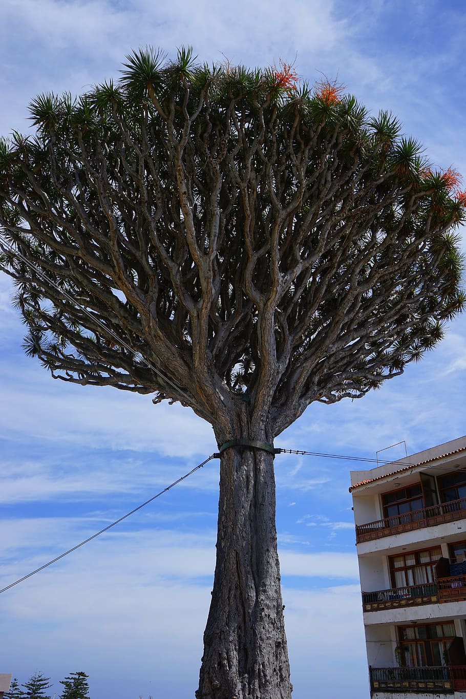 canary island dragon tree, support, tethers, dragon tree, dracaena draco, crown, tree, dracaena, asparagus plant, asparagaceae
