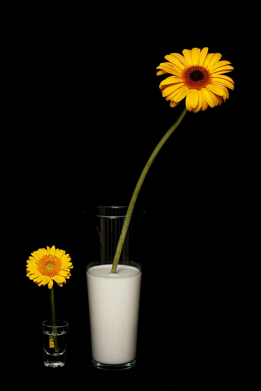 flower, daisy, yellow, studio, milk, water, grow, growth, yellow flower, pictures