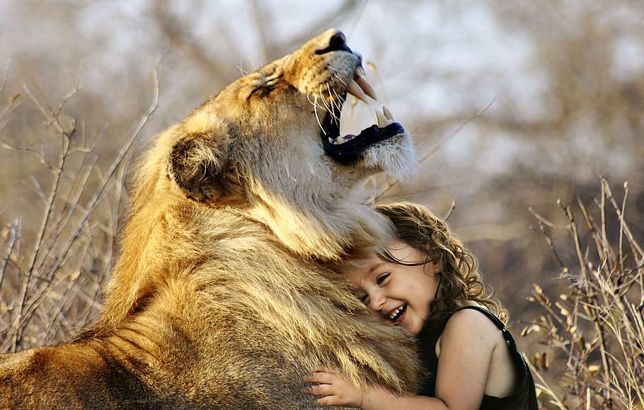 Niña abrazando león, león, rugido, África, animal, gato montés, salvaje, gato, piel, carnívoros