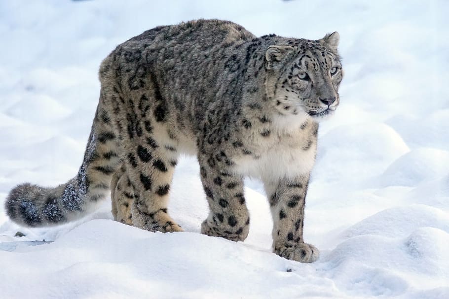 leopardo da neve, andar, branco, campo de neve, dia, fotografia de close-up, predador, gato, ameaçado, neve