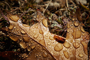 Page 59 Royalty Free Day Rain Photos Free Download Pxfuel Images, Photos, Reviews