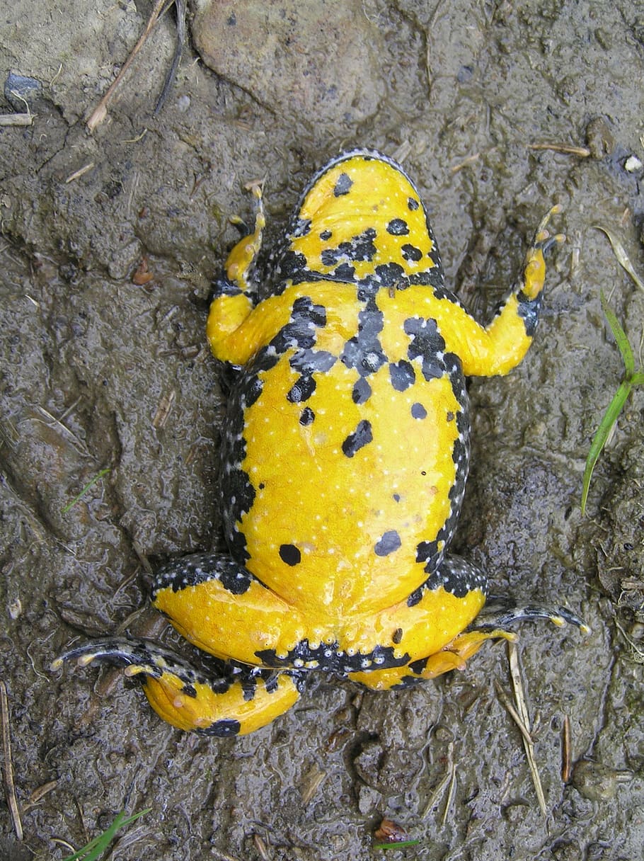 amphibian, frog, water, yellow-bellied toad, yellow, animal wildlife, animal themes, animal, animals in the wild, one animal