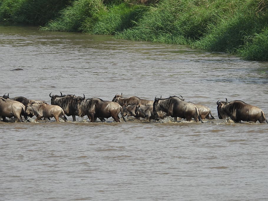 gnu, tanzania, safari, africa, animal, serengeti, wildlife, savannah, wilderness, dangerous