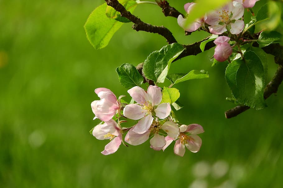 blossoming fruit tree, Apple-Blossom, Fruit Tree, a blossoming fruit tree, blooming apple tree, flowering tree, pink flower, flower fruit tree, nature, springtime