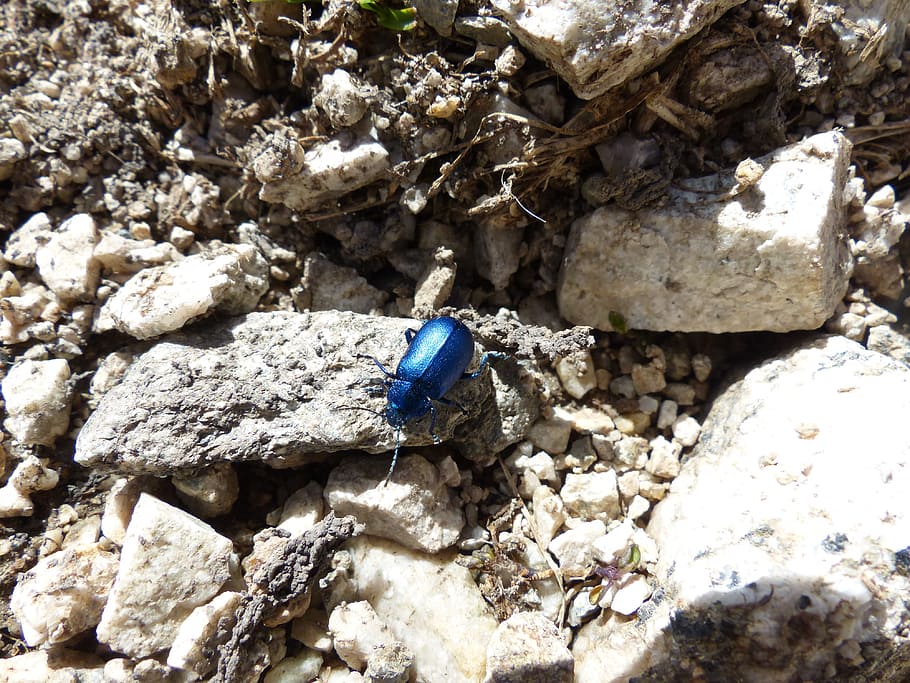 Beetle, Glazed, blue, glazed includes, leaf beetle, chrysomelidae, oreina speciosissima, oreina, oreina spec, unhygienic