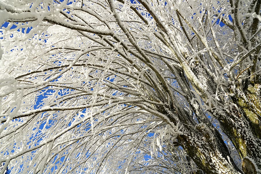 木, 霜, ブランチ, アイス, 結晶形成, 雪に覆われた, アイスクリタール, クリスタル, 凍結, 冬