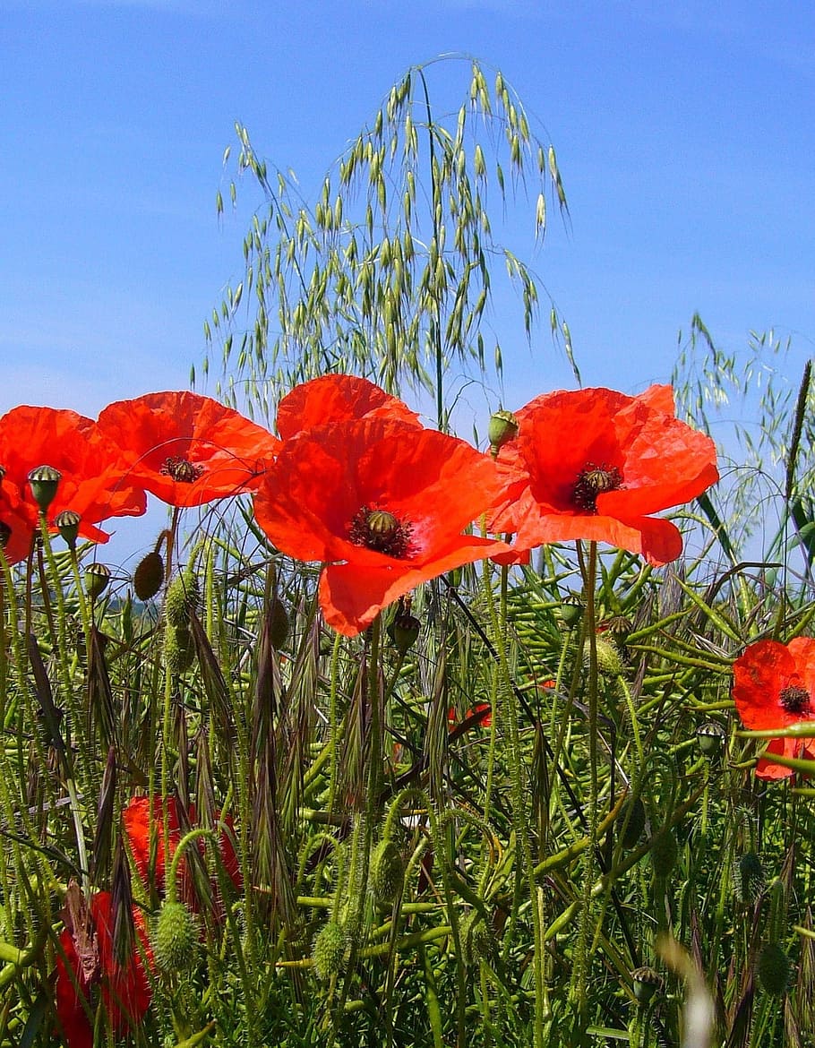 Papaver Rhoeas, Poppy, Field, poppy flower, red, wild flower, flower, plant, growth, nature