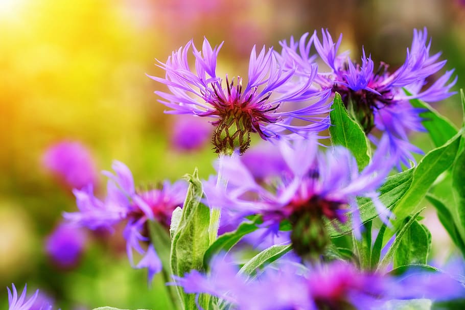 blooming purple flowers, cornflower, aster, aster-like, composites, cyanus segetum hill, centaurea cyanus, zyane, asteraceae, flower
