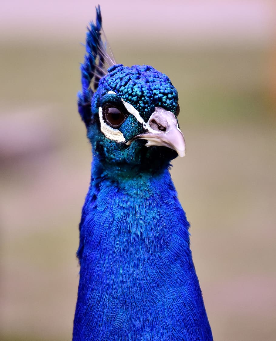 blue, white, bird, peacock, poultry, feather, bill, nature, pride, beautiful