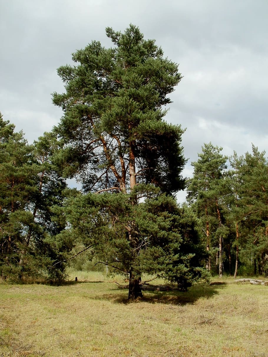 Pinus, Sylvestris, Pine, Tree, Nature, pinus, sylvestris, pine, tree, landscape, plant, wood